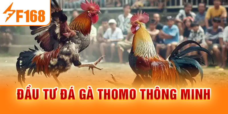 Đá Gà Thomo Là Gì? Ưu Điểm Và Luật Chơi Mới Nhất 2024 Đầu tư đá gà Thomo thông minh