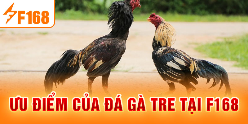 Đá Gà Tre F168 - Thiên Đường Cá Cược Hấp Dẫn, Kịch Tính Ưu điểm của đá gà tre tại F168